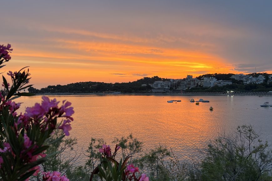 Pink olyanders in the sunset at Athens Riviera by Sailing Athens.