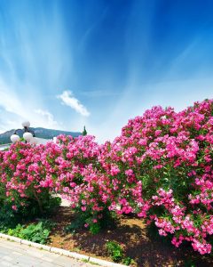 Pink olyanders in Athens Greece. Things to do while in Athens by Sailing Athens. Summer 2024 vaction ideas.