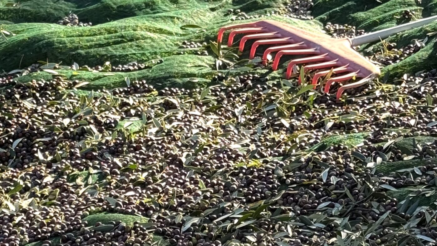 Olives and olive oil harvesting in Peloponissos Greece for Sailing Athens Luxury Catamaran Cruises