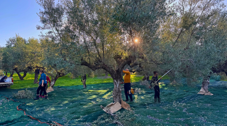 Olive groves with Greek extra virgin olive oil - Sailing Athens Luxury Catamaran Cruises